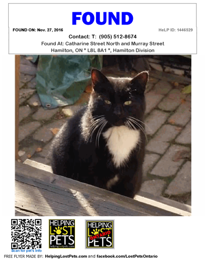 Found Tuxedo Cat Found Tuxedo Cat